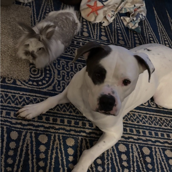 Hi! I’m Danielle! 🩷for live show notifications! - Picture 3 of 10